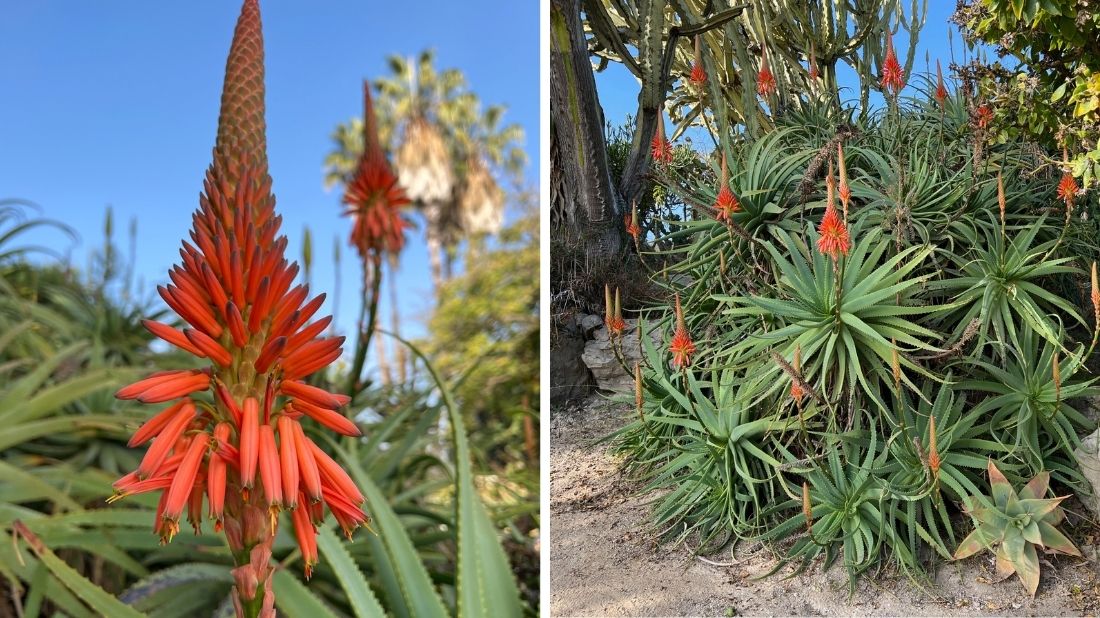 Aloe arborescens in the Cactus Collection