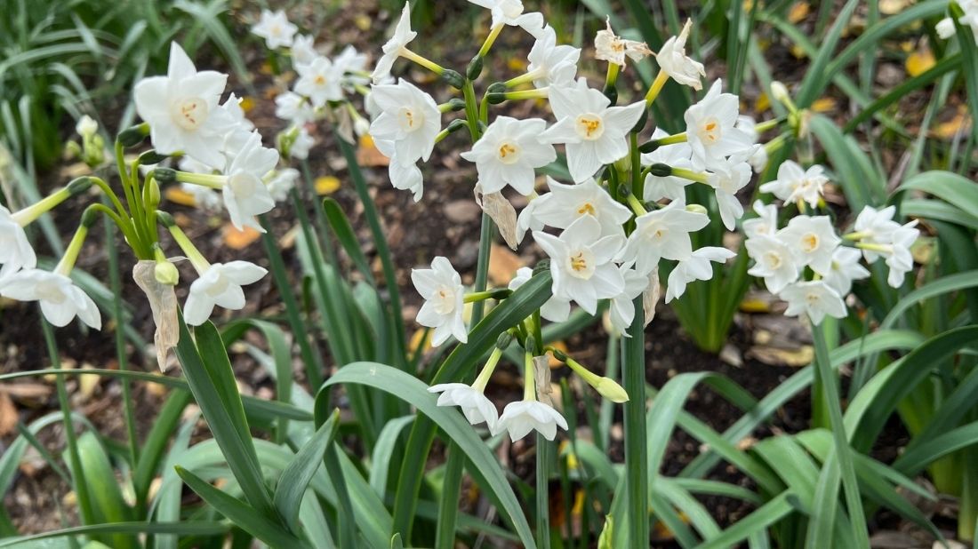 Paper whites in the meadow behind Bohannon Rose Garden