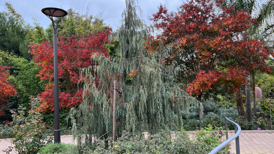 Tolleson blue weeping juniper in the Bohannon Rose Garden with crêpe myrtle trees dressed for fall in the background
