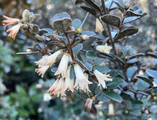 What’s Blooming in the Garden: Week of January 10