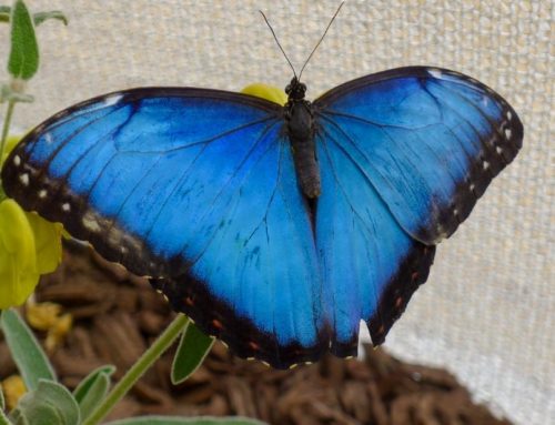 The Ultimate Guide to Visiting SOAR – Tropical Butterflies