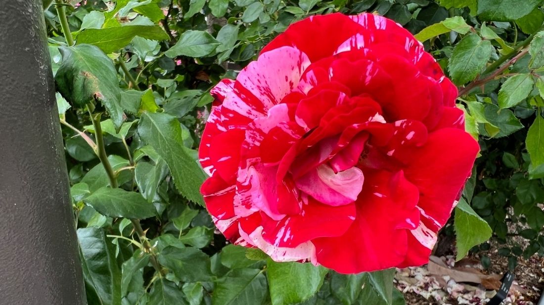 Rock & Roll™ Grandiflora Rose