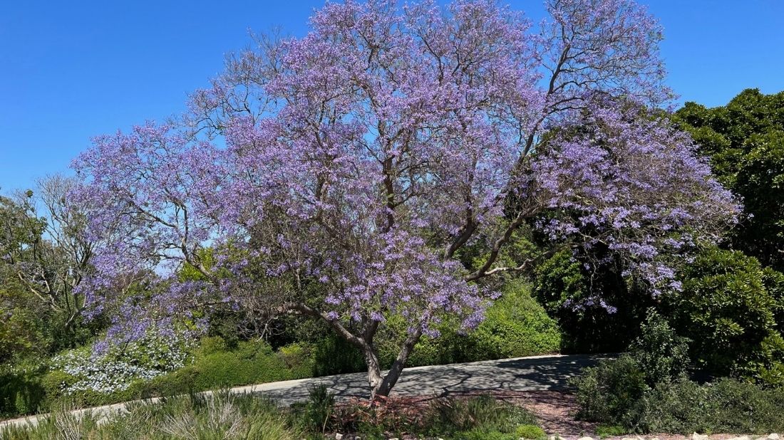 Jacaranda mimosifolia, or Jacaranda tree