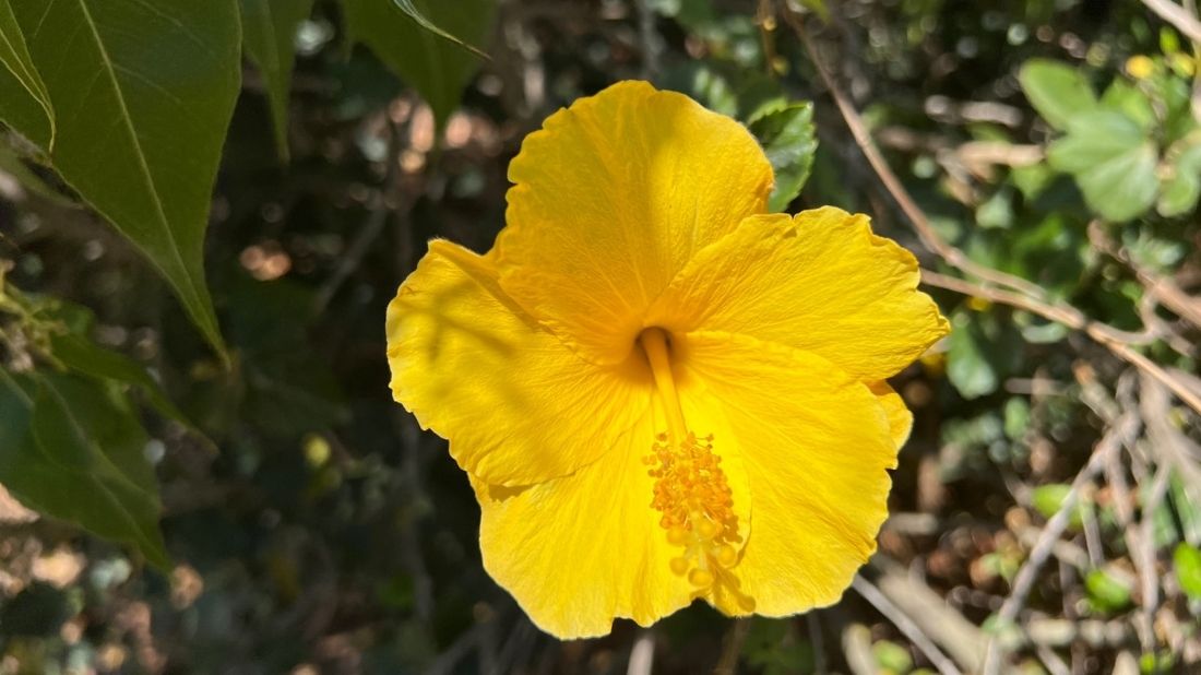 Yellow hibiscus in the Garden for the Senses
