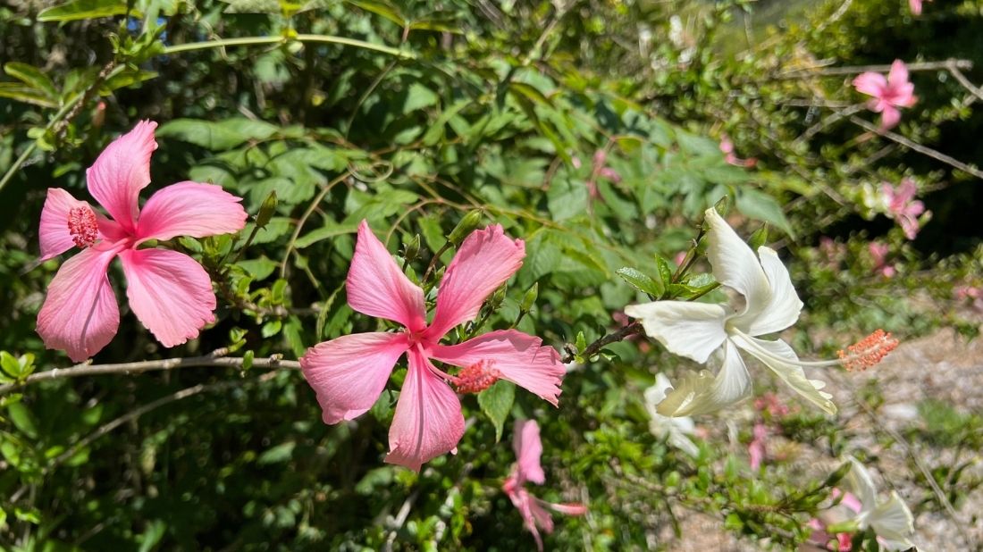 Pink and white hibiscus along Lakeview Road