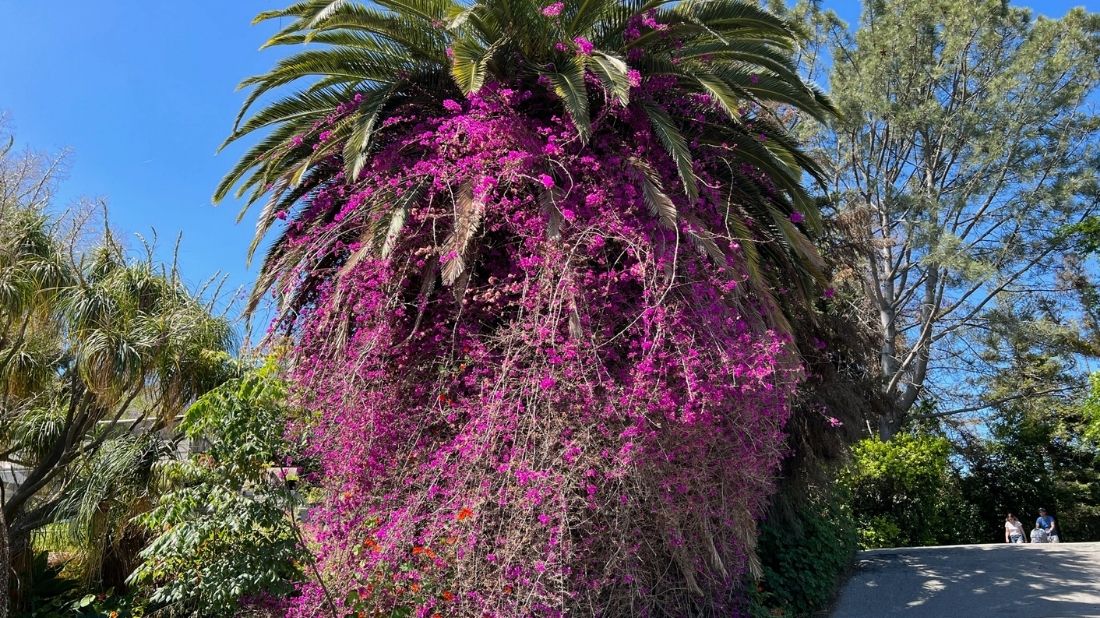 Red violet Bougainvillea in the palm tree