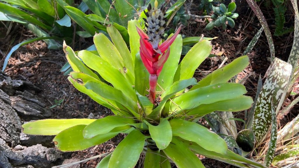 Bromeliad flower spike