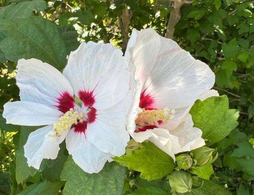 What’s Blooming in the Garden: Week of June 6