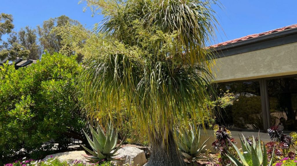 Mexican grass tree at Palm Circle