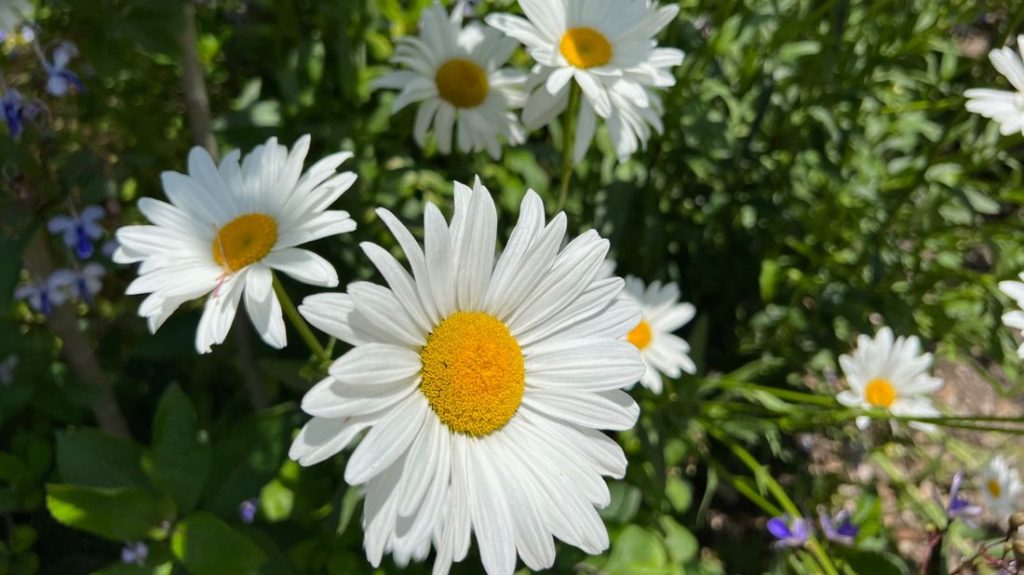 Shasta daisies (Leucanthemum ×superbum)