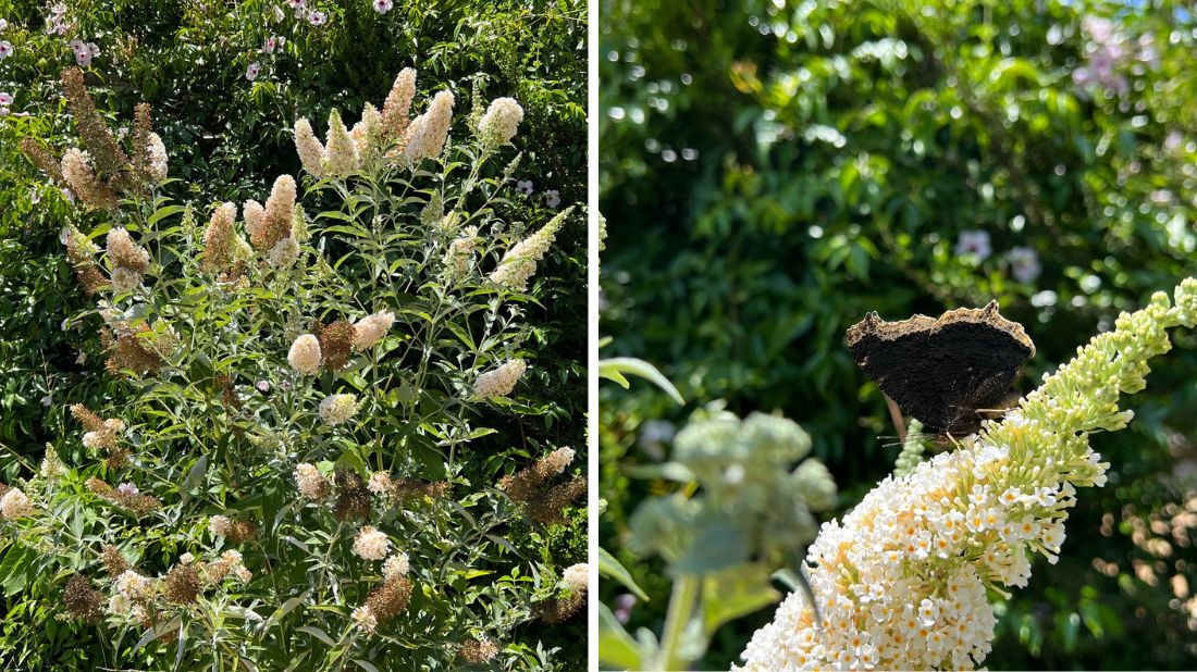 What\'s Blooming in the June - Garden: Coast 13 South of Foundation Garden Week Botanic