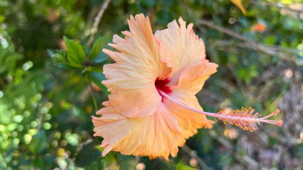 Sprinkle rain tropical hibiscus