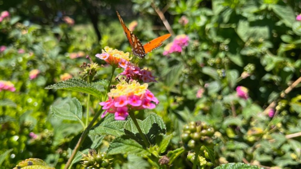 Butterfly on lantana