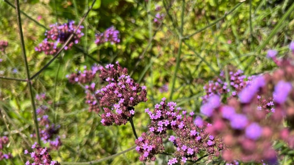 Verbena bonariensis, the purpletop vervain