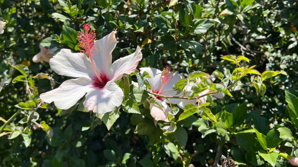 Hibiscus next to the gazebo in the Lower Meadow
