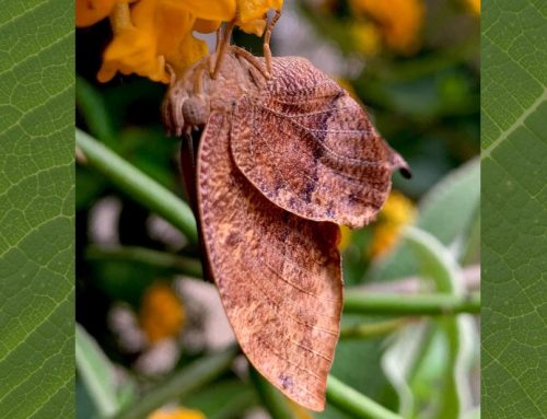 SOAR Butterfly of the Week: Pointed Leafwing (Memphis Eurypyle)
