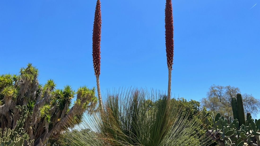 Dasylirion longissimum or Mexican Grass Tree