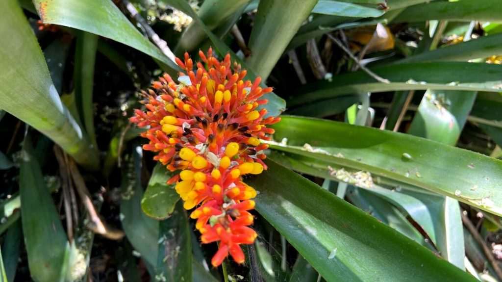 Bromeliad in the tropical garden
