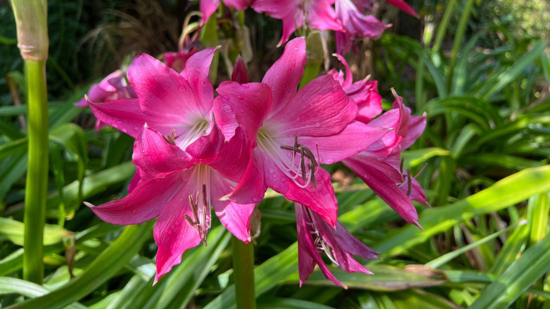 Hot pink lilies along the side entrance to the Children’s Garden
