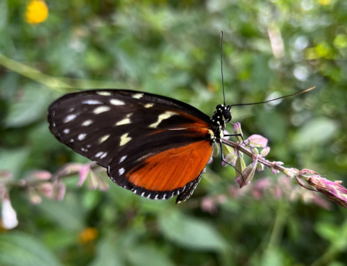 Butterfly of the Week: Golden Longwing (Heliconius hecale)
