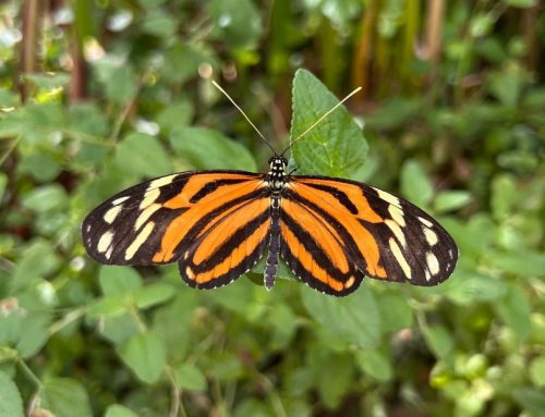 Butterfly of the Week: Isabella’s Longwing (Eueides Isabella)