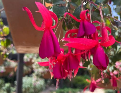 What’s Blooming in the Garden: Week of August 1