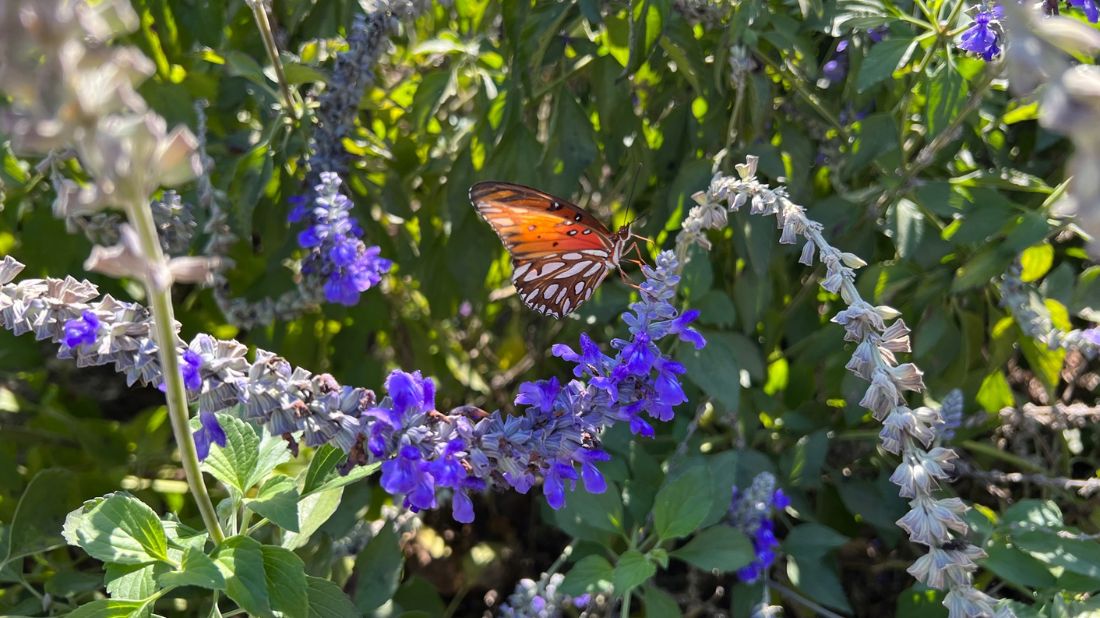 Butterfly on blue salvia