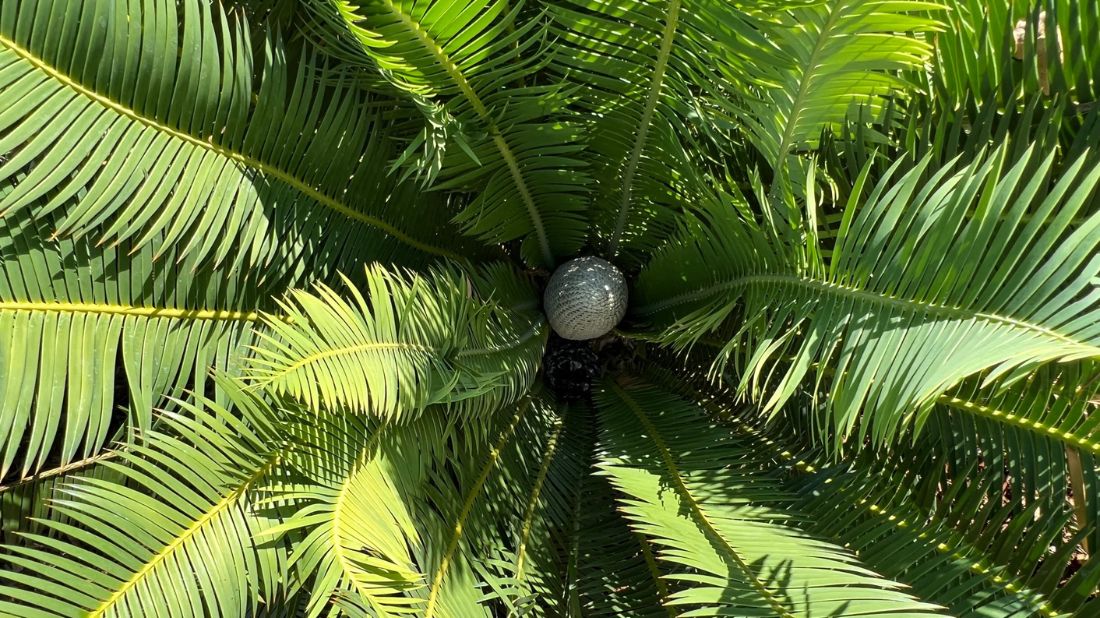 Cycad cones in the tropical plants area