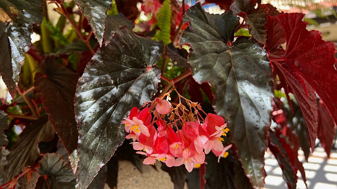 Begonias in the fern pot