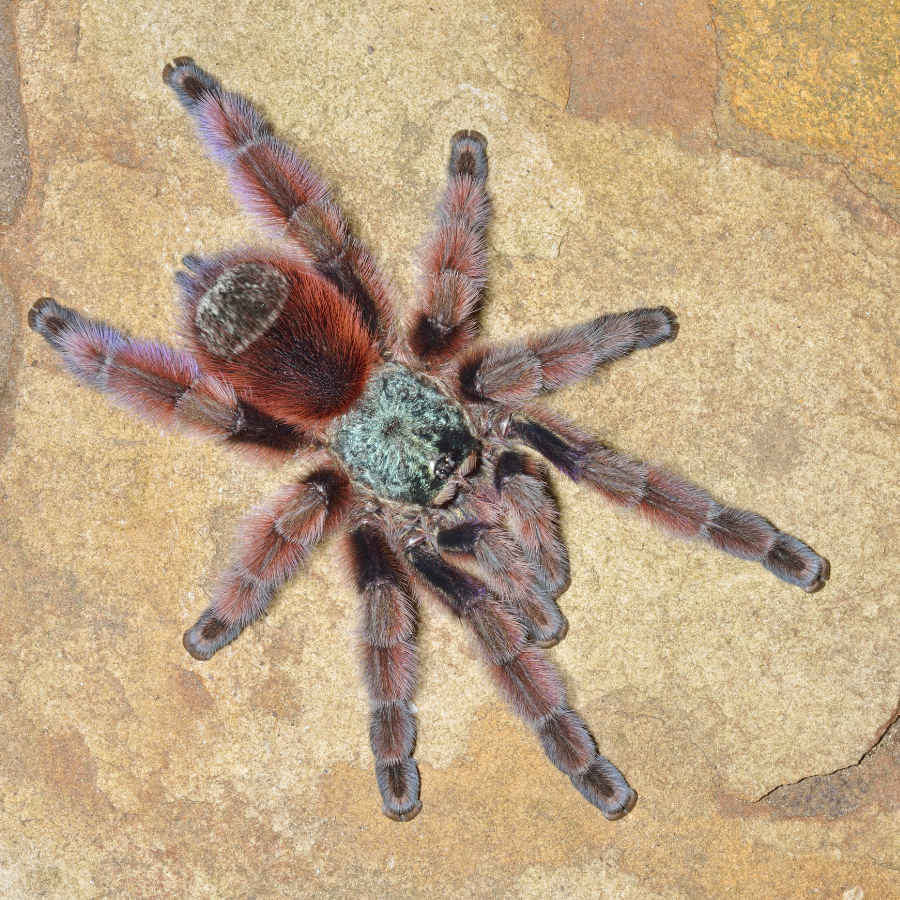 Antilles pinktoe tarantula