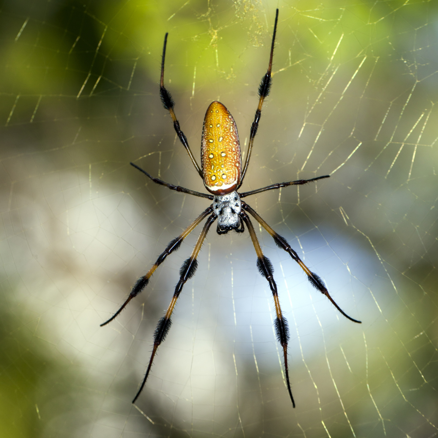 Are Spiders Considered Insects? Learn About Spiders at Our Pavilion! -  South Coast Botanic Garden Foundation