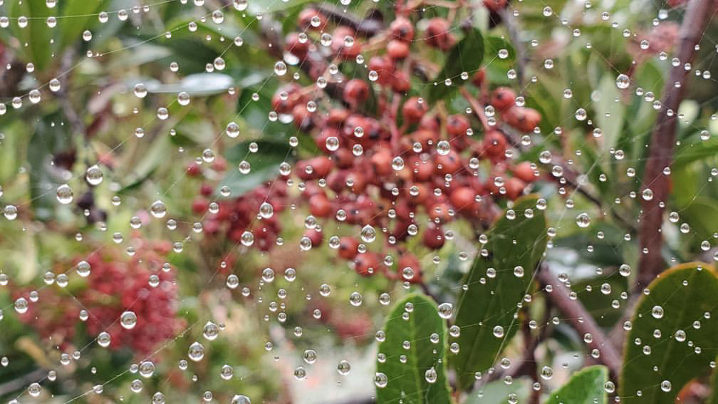 Our Guide to Enjoying a Rainy Day in the Garden