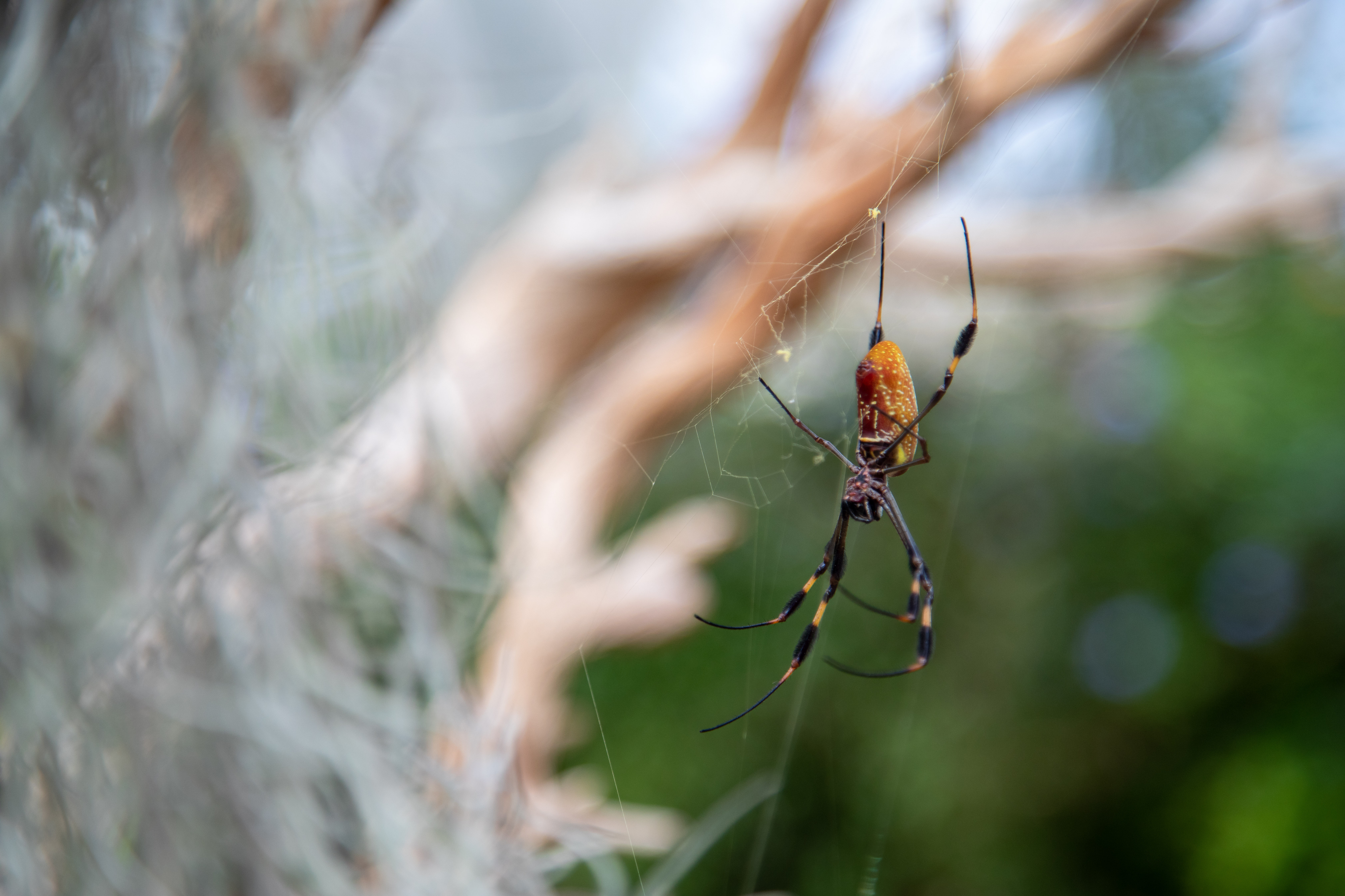 Are Spiders Considered Insects? Learn About Spiders at Our Pavilion! -  South Coast Botanic Garden Foundation