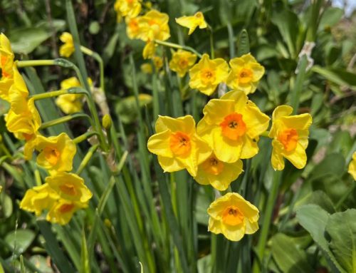 What’s Blooming in the Garden: Week of March 13