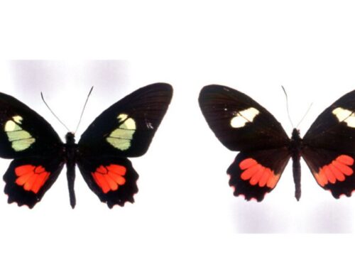 Butterfly of the Week: Cattleheart Butterflies