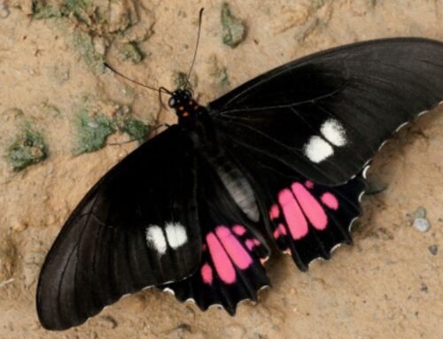 Butterfly of the Week: Ruby-spotted Swallowtail