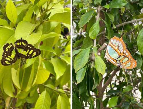 SOAR Butterfly of the Week: Malachite (Siproeta stelenes)