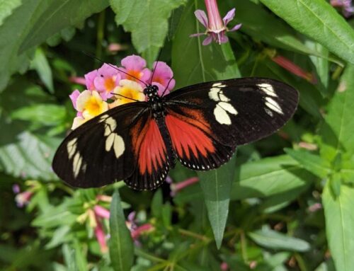 Butterfly of the Week: Doris Longwing (Heliconius doris)