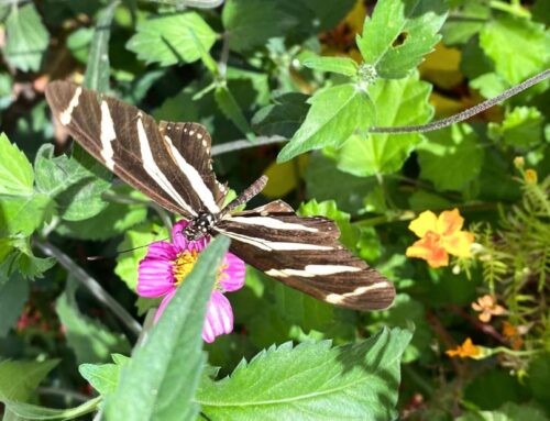 Butterfly of the Week: Zebra Longwing (Heliconius charithonia)