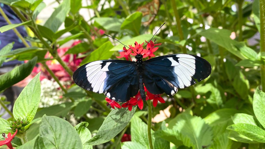 Butterfly of the Week: Cyndo Longwing (Heliconius cydno) - South