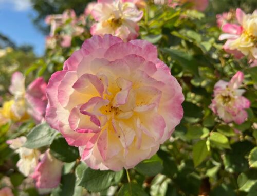 What’s Blooming in the Garden: Week of September 18