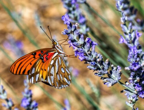Our Pollination Garden Offers a Different Butterfly Experience