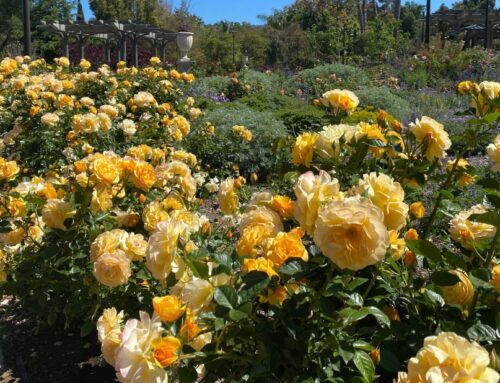Frequently Asked Questions About Our Dorothy and John Bohannon Rose Garden